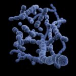 Bacteria found in colorectal cancer